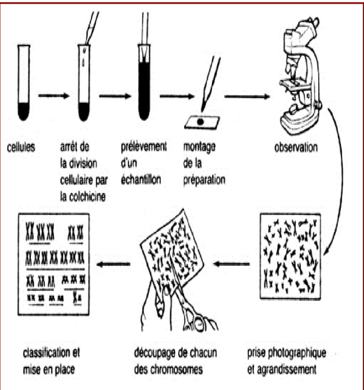 Figure 10: Etapes de l’analyse cytogénétique. [66]