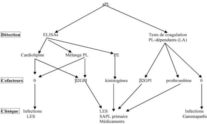 Figure 2 : Classification des principaux anticorps anti-phospholipides [81]. 