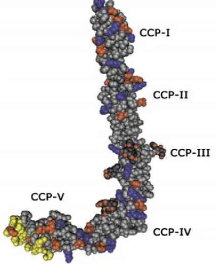 Figure 4 : Structure cristalline de la β 2 -GPI avec les cinq domaines de la CCP   (CCP-I à CCP-V) [97]