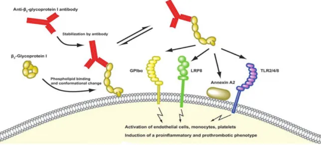 Figure 5 : Interaction de la β 2 -glycoprotéine I avec des anticorps anti-β 2 -glycoprotéine I et la  liaison aux cellules endothéliales, aux monocytes et aux plaquettes [38]