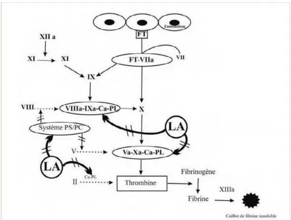 Figure 7 : Site d’action des antiphopholipides (lupus anticoagulant) [113]. 