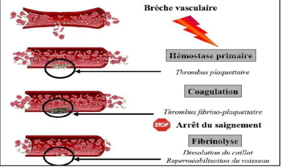 Figure 1 : Schéma simplifié des trois temps de l’hémostase. [5] 