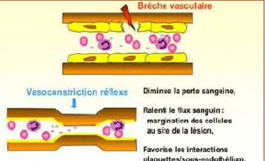 Figure 2 : Hémostase primaire : temps vasculaire.[11] 