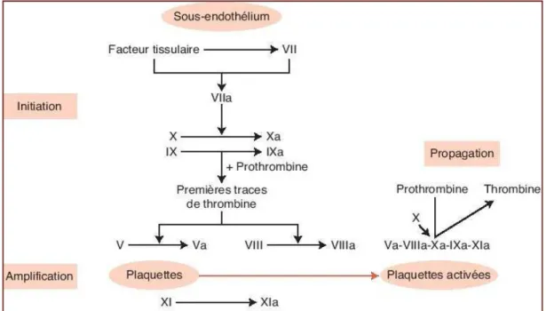 Figure 5 : Processus de la coagulation in vivo. [16]  