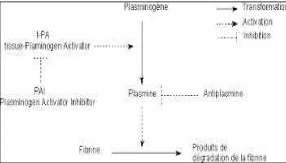 Figure 6: Déroulement et régulation de la fibrinolyse. [21]  