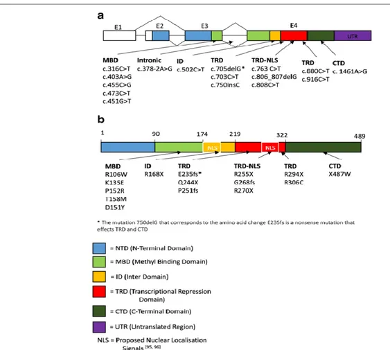 Figure 3 :Les régions du gêne MECP2 codant pour chaque domaine de la protéine, ainsi que les  mutations les plus fréquentes et leurs localisation au niveau du génome puis au niveau de la 