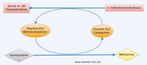 Figure 3 :Rôle de coenzyme de la vitamine B12(24 . )