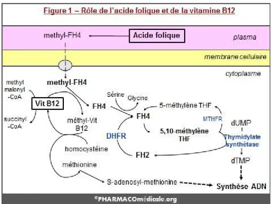 Figure 4 :Mode d’action des folates et des cobalamines dans la biosynthèse de l’ADN(26) 