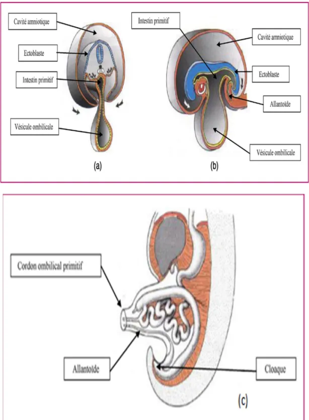 Figure 1 : Coupes transversale(a) et sagittale (b) de l’embryon à la deuxième semaine de  gestation