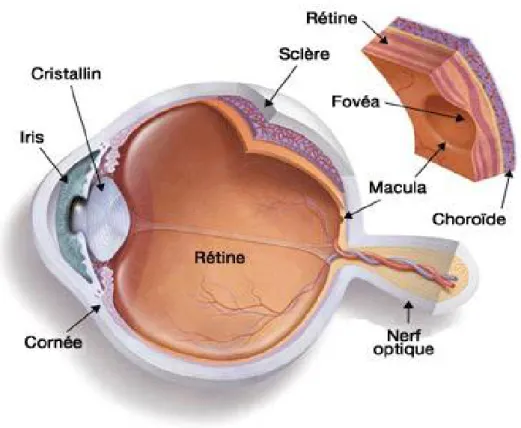 Figure 1 : Tuniques de l’œil : la sclérotique, la choroïde et la rétine [6] . 