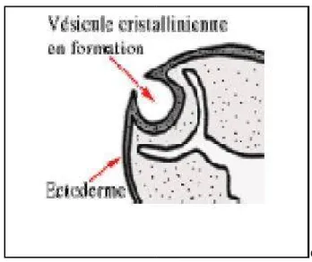 Figure 6 : Embryogénèse de la cornée [7] . 