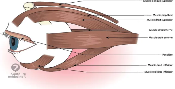 Figure 15 : Muscles oculomoteurs . [10] 