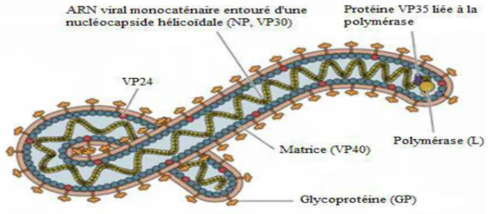 Figure 4 : Génome du virus Ebola. ARN simple brin linéaire de polarité négative composé de  7gènes codant pour les 9 protéines virales