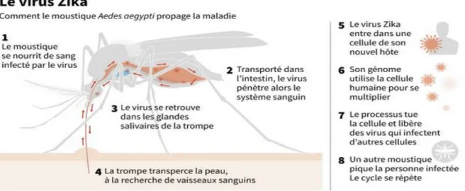 Figure 15 : Cycle de transmission du virus Zika [67]. 