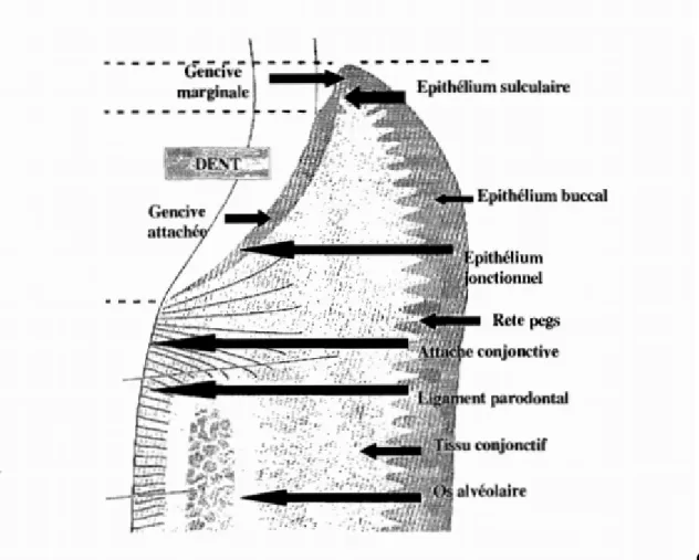 Figure 1 : Représentation schématique des différents composants   anatomiques du parodonte [3]