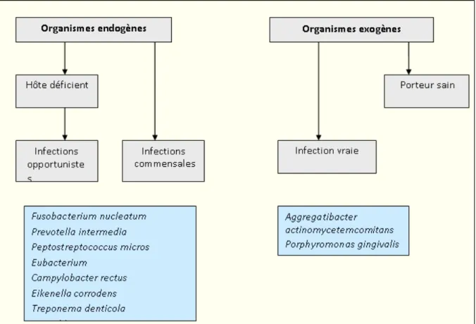 Figure 6 : Différents types d'infections parodontales [40]. 