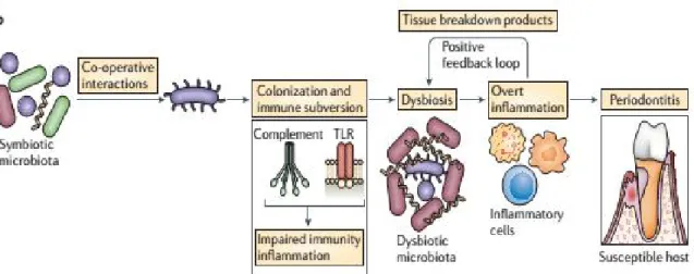 Figure 9: Mécanismes de pathogénicité des bactéries [57] . 