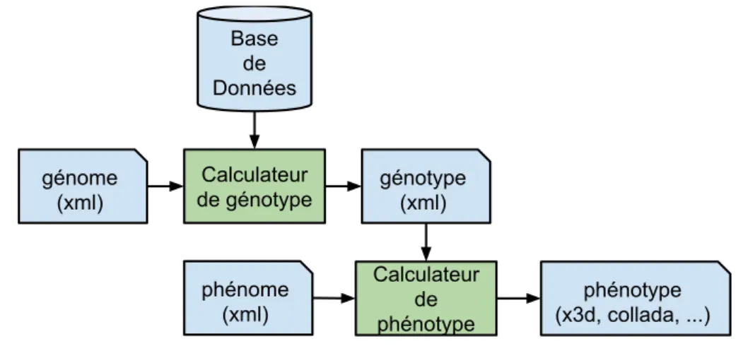 Figure 4.1 – Architecture de l’environnement de création automatique de monde 3D à partir de bases de données : séparation entre structuration des données (génome et génotype) et visualisation (phénome et phénotype).