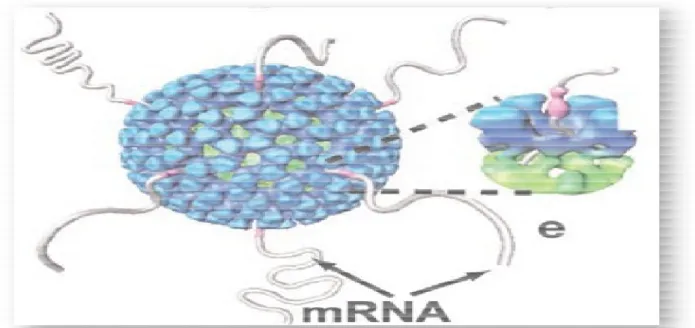 Figure 8: Une particule de rotavirus à double capside avec les transcrits qui quittent la particule  via des canaux qui traversent les couches de VP2 et de VP6 de la double capside