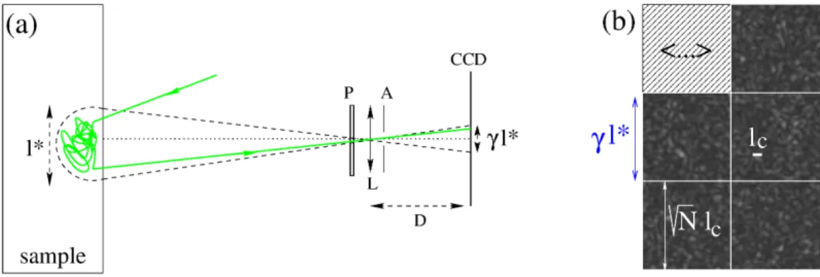 Figure 1.5: (a) Schematic of the imaging setup. Coherent light coming from an expanded laser beam (not represented) illuminates the sample