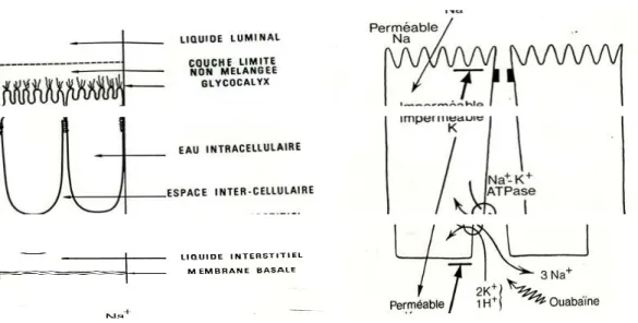 Figure 2 : différents mouvements de l’eau et des électrolytes   au niveau des entérocytes 