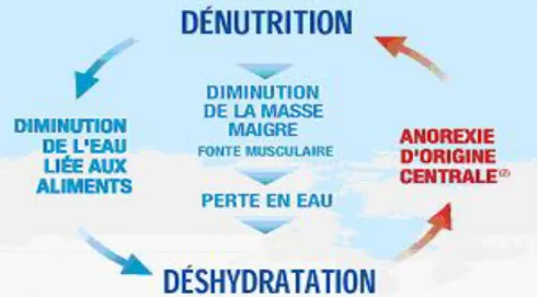 Figure 8 : Les relations dénutrition-déshydratation 