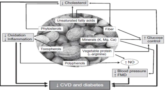 Figure 7: macro et micronutriments des fruits à coque et mécanismes de protection  cardiométaboliques [10]