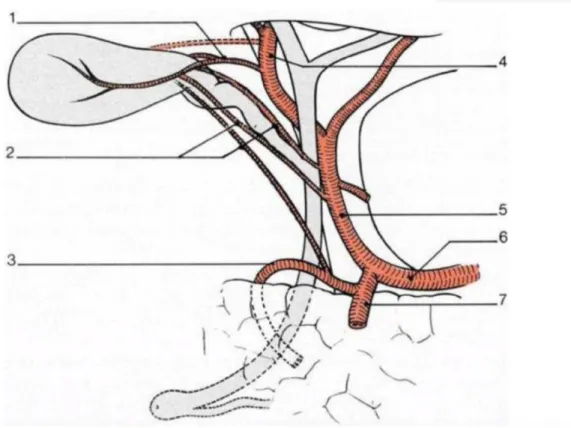 Figure 5 : Vascularisation artérielle des voies biliaires. Artère cystique et ses variations principales
