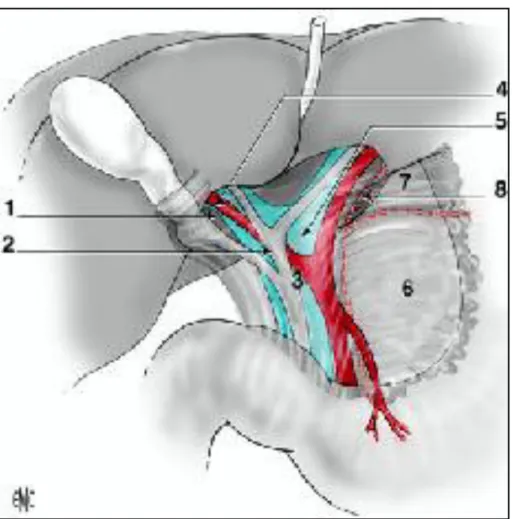 Figure 5 : montrant la vésicule biliaire et le canal cystique avec ses rapports :  1.Triangle de Calot; 