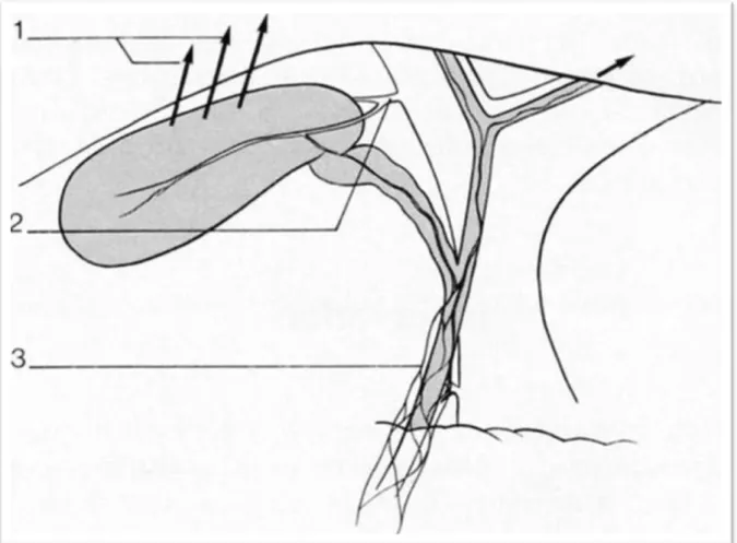 Figure 7 : Drainage veineux des voies biliaires :  1. Veines cystiques aboutissant dans le foie