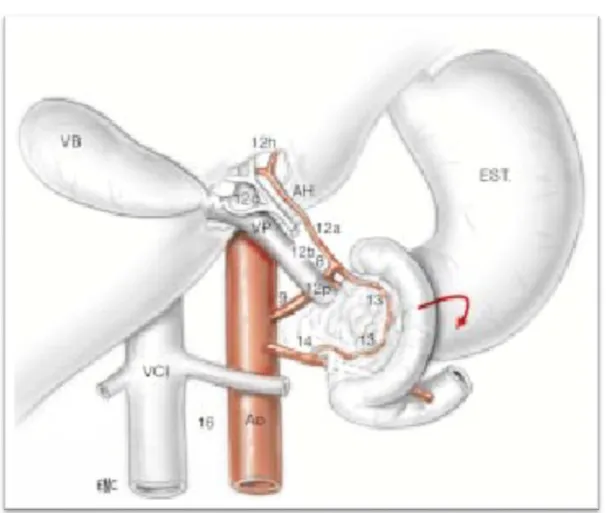 Figure  9:  EST  :  estomac  ;  D  :  duodénum  ;  VCI  :  veine  cave  inférieure  ;  AO  :  aorte  ;    VP  :  veine  porte  ;  AH  :  artère  hépatique  ;  VB  :  vésicule  biliaire  ;12c  :  ganglion cystique ; 12h :ganglion hilaire ; 12a : chaîne de l