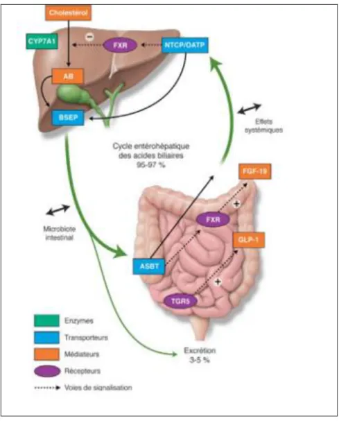 Figure 9: Cycle entéro-hépatique des acides biliaires (3)  