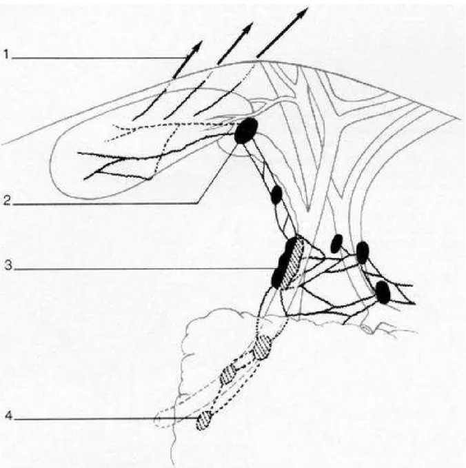 Fig 28 :  Drainage lymphatique des voies biliaires. 