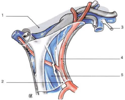 Figure 4: Les Rapports anatomiques des éléments du pédicule hépatique avec le  canal biliaire