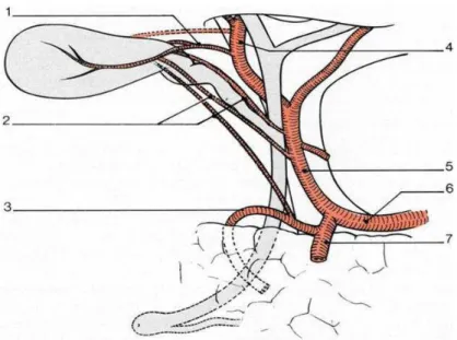 Figure 6: Vascularisation artérielle des voies biliaires. Artère cystique et ses variations  principales : 1