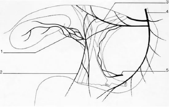 Figure 9: schéma anatomique de l’innervation des voies biliaires .  1. Nerfs du conduit cystique