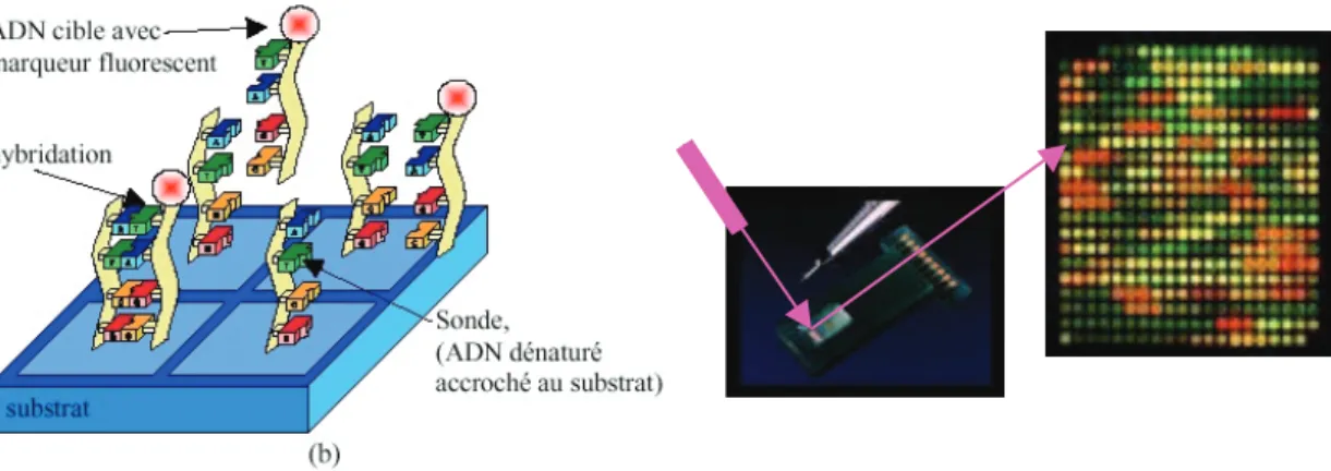 Figure 1. 9 : Schéma de principe et images d’une biopuce à ADN avec détection de fluorescence.