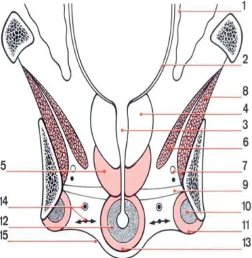 Fig 1 : Coupe frontale du pénis. 