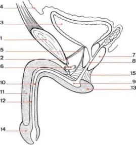 Fig. 2 :  Coupe sagittale du pénis