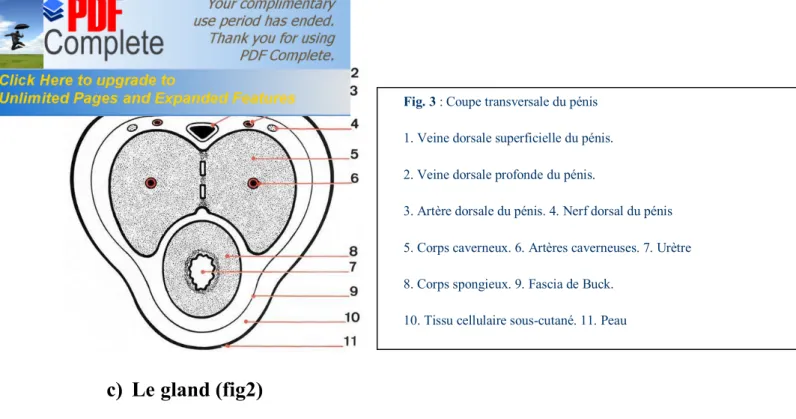 Fig. 3 : Coupe transversale du pénis 