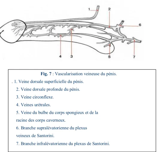 Fig. 7 : Vascularisation veineuse du pénis. 