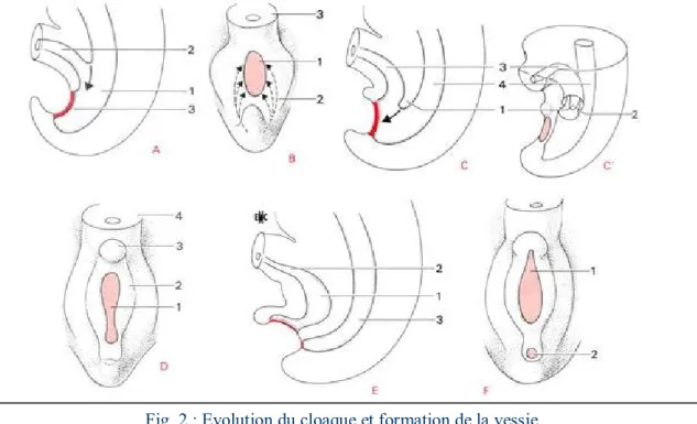 Fig. 2 : Evolution du cloaque et formation de la vessie. 