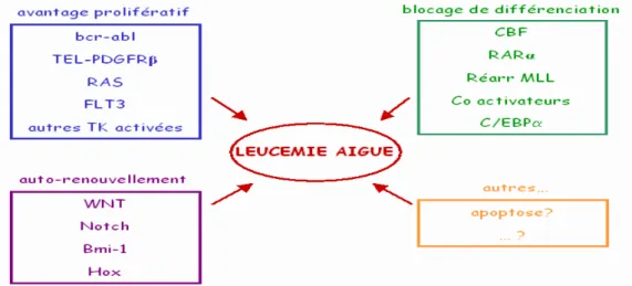 Figure 10 : Leucémogénèse : Processus multi-étapes [10]. 