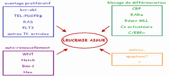 Figure 10 : Leucémogénèse : Processus multi-étapes [10]. 