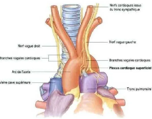 Figure 2: Aorte ascendante et crosse de l’aorte avec ses branches(36) 