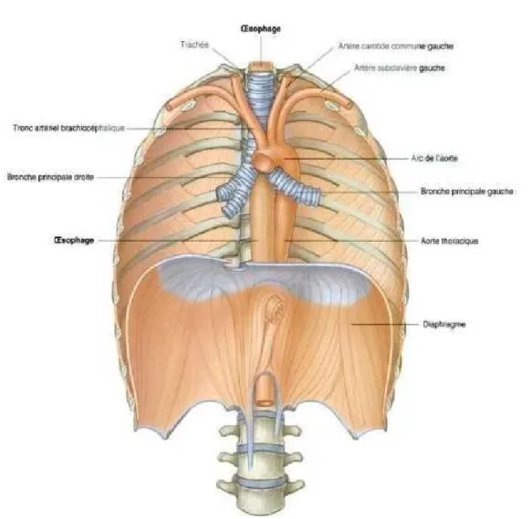 Figure 3: Aorte thoracique descendante(36) 