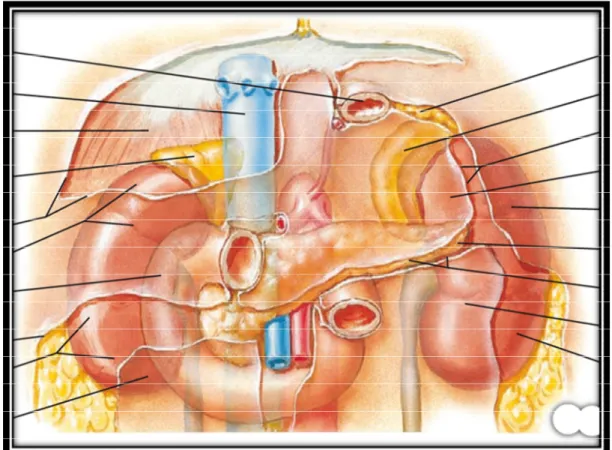 Figure 9 : vue  antérieure de l’abdomen montrant les rapports des rein 