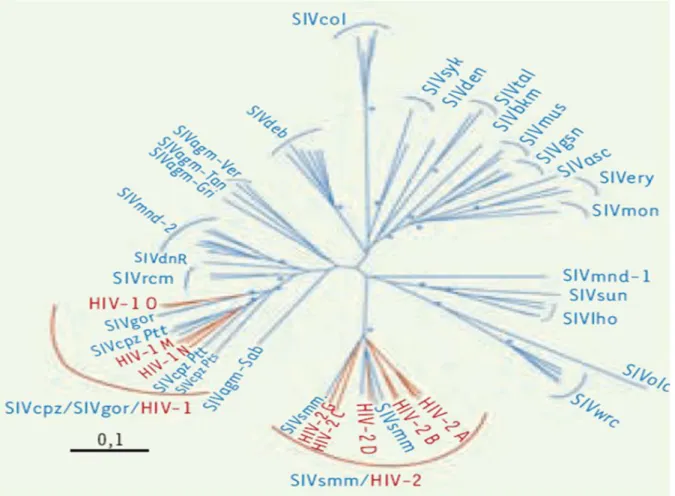Figure  5:  Arbre  phylogénétique  des  différents  SIV  et  VIH  fondé  sur  les  séquences  du  gène  pol