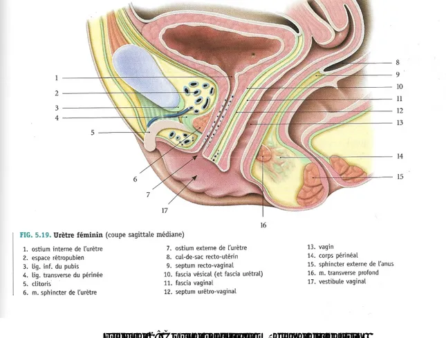 Figure  2 : Coupe sagittale médiane du bassin   chez la femme montrant les rapports de l'urètre[7]  