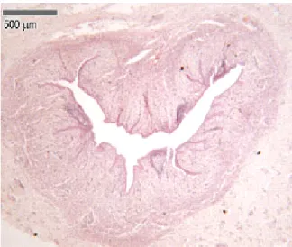 Figure  6  : Coupe transversal de l'urètre féminin montrant   sa structure histologique (Microscopie optique) [10]   